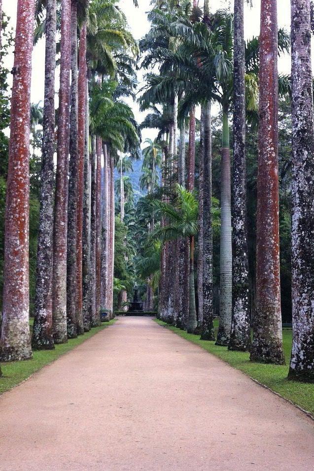 Rio de Janeiro Botanical Garden
